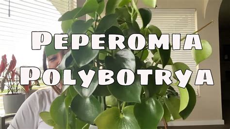 Peperomia Polybotrya Care Tips Costa Farms Trending Tropicals Peperomia