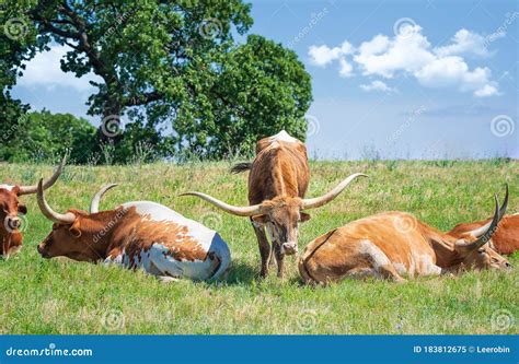 Texas Longhorn Cattle Grazing In Spring Pasture Stock Image Image Of