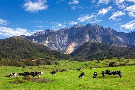 Tempat Menarik Di Sabah Desa Dairy Cattle Farm Di Kundasang Lokasi