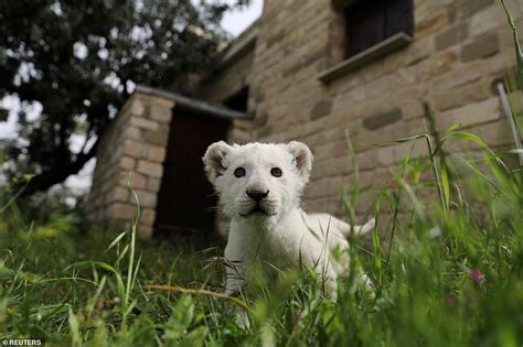 Adorable Newborn White Lion Cub Simba Explores His Zoo Surroundings