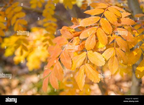 Ash tree leaves hi-res stock photography and images - Alamy