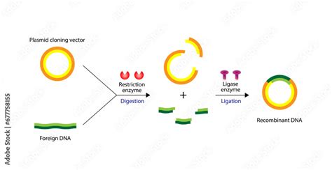 Plasmid. DNA fragment is inserted into a plasmid vector, resulting in ...