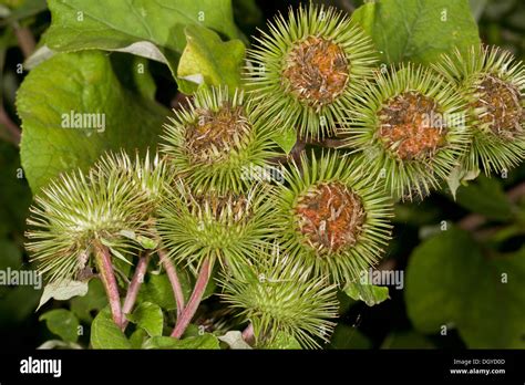 Greater Burdock Arctium Lappa In Fruit Stock Photo Alamy