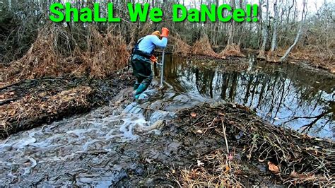 Beaver Dam Removal Wait A Minute I Hear Water Crashing Beavers