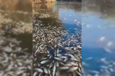 V Deo Rio Piracicaba Amanhece Milhares De Peixes Mortos Metr Poles