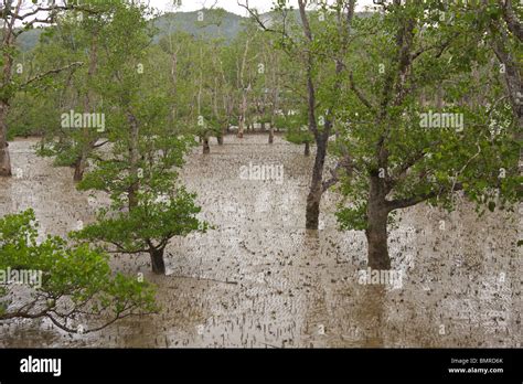 Mangrove Sumpf Bako Nationalpark Borneo Stockfotografie Alamy