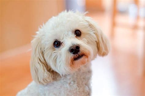 A Que Edad Dejan De Crecer Los Cachorros De Bichon