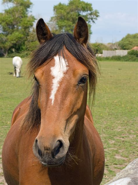 Horse Portrait Free Stock Photo With Images Horses Free Horses