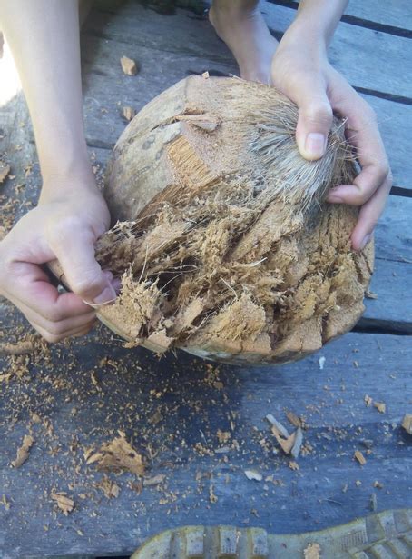 Cara Menanam Bonsai Kelapa Yang Baik Dan Benar Bagi Pemula