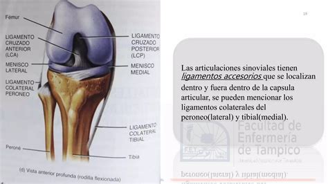 TIPO DE ARTICULACIONES Y SU CLASIFICACIÓN PPT