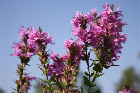 NON-NATIVE PURPLE LOOSESTRIFE CONTROL – Control Instructions with ...