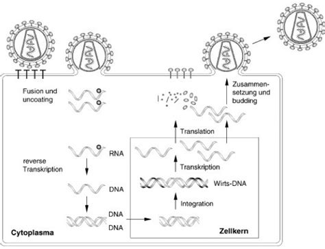 Retroviren Lexikon Der Biologie
