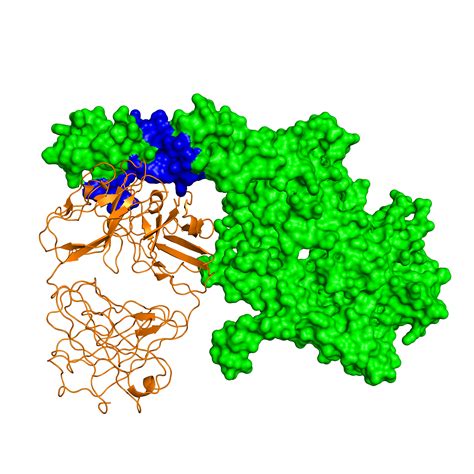 Protein Protein Interaction