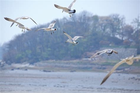 Mouettes Des Oiseaux Animaux Photo Gratuite Sur Pixabay Pixabay