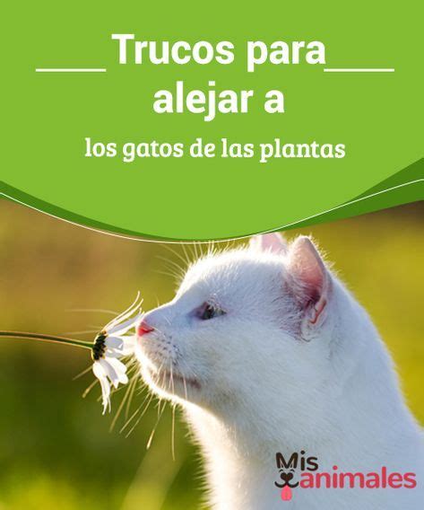 13 Trucos Para Alejar A Los Gatos De Las Plantas Gatos Auyentar