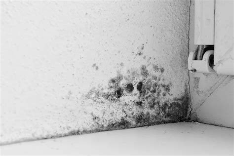 Black Mold Removal Washington Dc Indoor Green Solutions