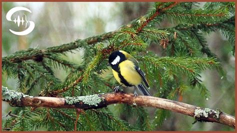 4 Stunden Ruhe im Wald Vogelgesang Naturgeräusche Vogelgezwitscher