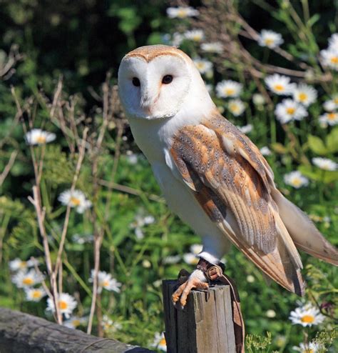 Barn Owl Photos, Download The BEST Free Barn Owl Stock Photos & HD Images