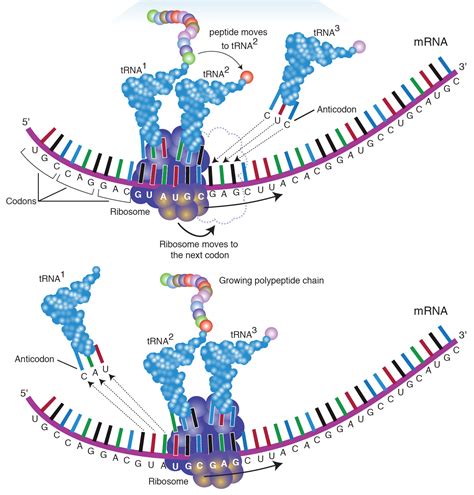 Genetic Translation Creating Protein