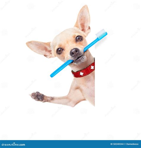 Toothbrush Dog Stock Photo - Image: 50240244