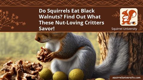 Do Squirrels Eat Black Walnuts Find Out What These Nut Loving Critters