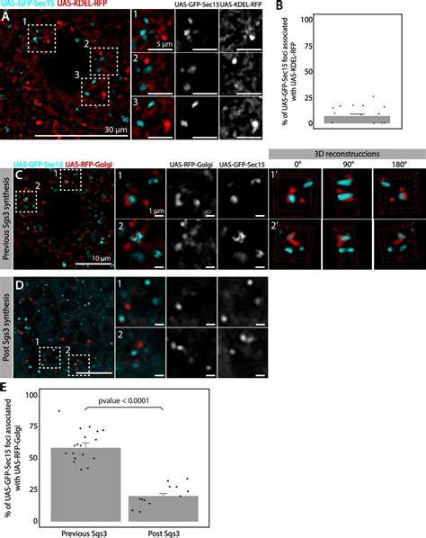 The Exocyst Complex Controls Multiple Events In The Pathway Of