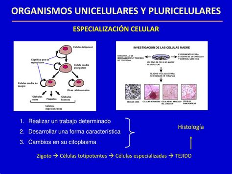 Ppt La Organización Pluricelular Powerpoint Presentation Free Download Id875862