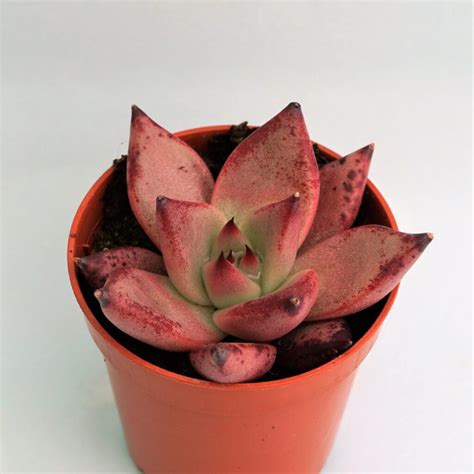 Echeveria Agavoides Red Ebony Suculandia