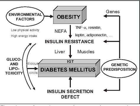 Pathophysiology Of Type 1 Diabetes Mellitus Diagram Diabeteswalls