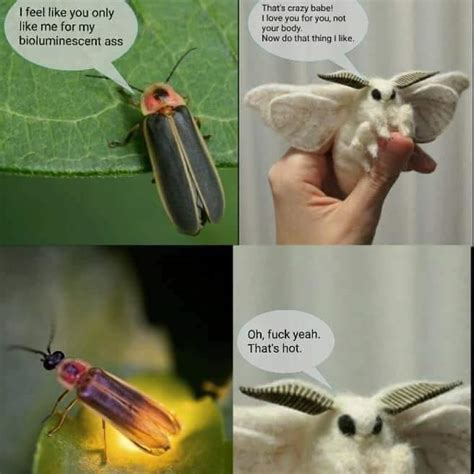 Moth memes : Entomology