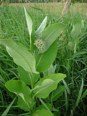 Milkweed: Pictures, Flowers, Leaves & Identification | Asclepias syriaca