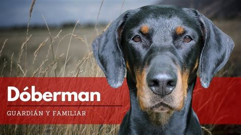 Cuanto Comen Los Cachorros Doberman