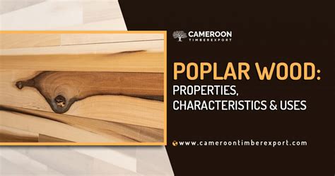 Poplar Wood: Properties, Characterstics & Uses