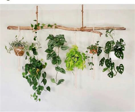 Stylish Hanging Plant Design Concepts | Hanging plants indoor, Plant decor, Hanging plants