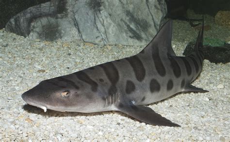 Leopard Shark | Triakis semifasciata | Shark Database