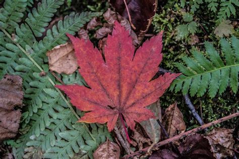 2023 Autumn In Japan Travel Guide - Foliage Dates, Best Spots..