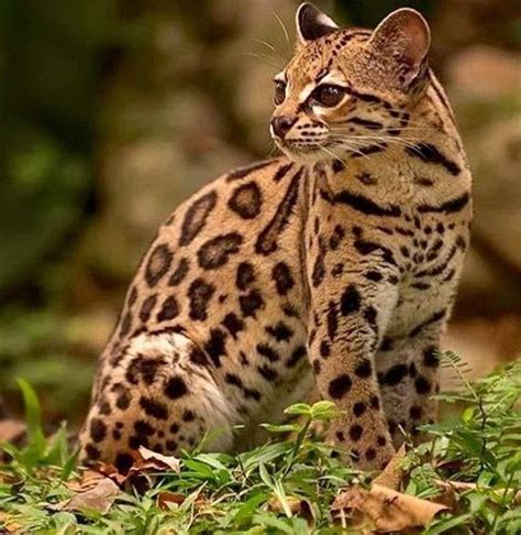 This Cute Ocelot 🤎 : r/cuteanimals