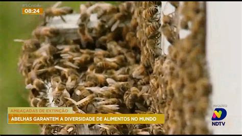 Ameaçadas de extinção abelhas garantem a diversidade de alimentos no mundo