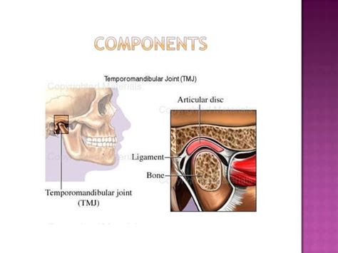 Development And Anatomy Of Temporomandibular Joint Ppt