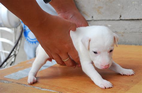 expect  picking   puppy   airport  peter french