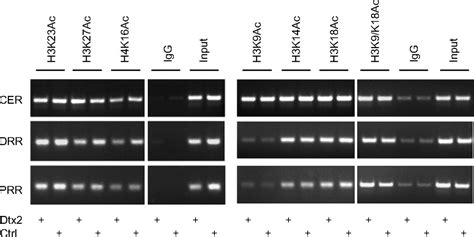 Deltex2 Represses MyoD Expression And Inhibits Myogenic Differentiation