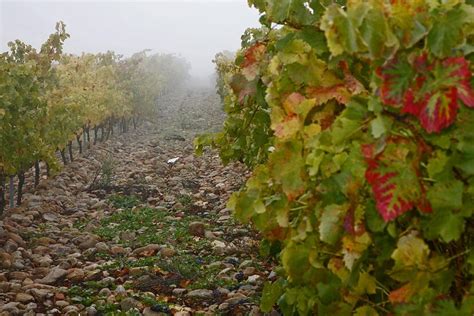 El Gobierno apoya la exclusividad de los vinos de Rioja País Vasco