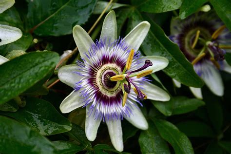 Passion Flower Wallpapers Wallpaper Cave