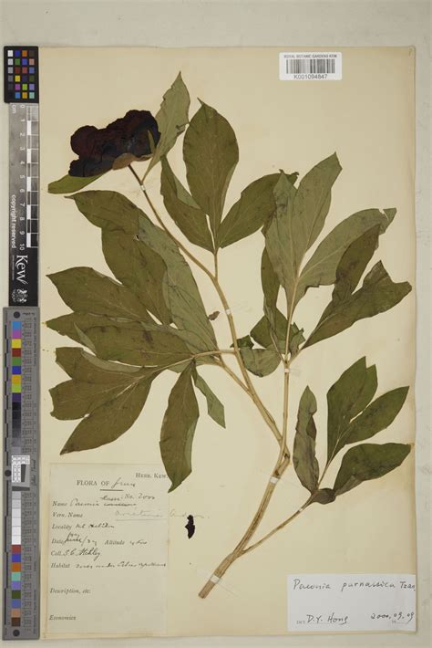 Paeonia Parnassica Tzanoud Plants Of The World Online Kew Science