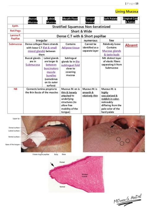 Handout Of Oral Mucosa Histology