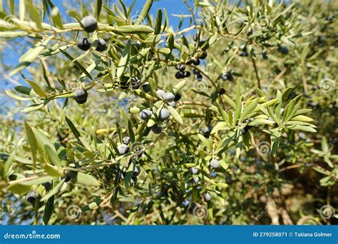 Olive Evergreen Tree Olea Europaea With Green Leaves Ripening Fruits