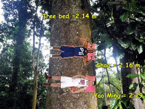 Scientists Recently Found The Worlds Tallest Tropical Tree In Sabah