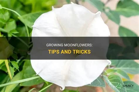 Growing Moonflowers Tips And Tricks Shuncy