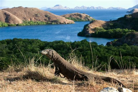 Komodo Island Tour From Labuan Bajo Kated