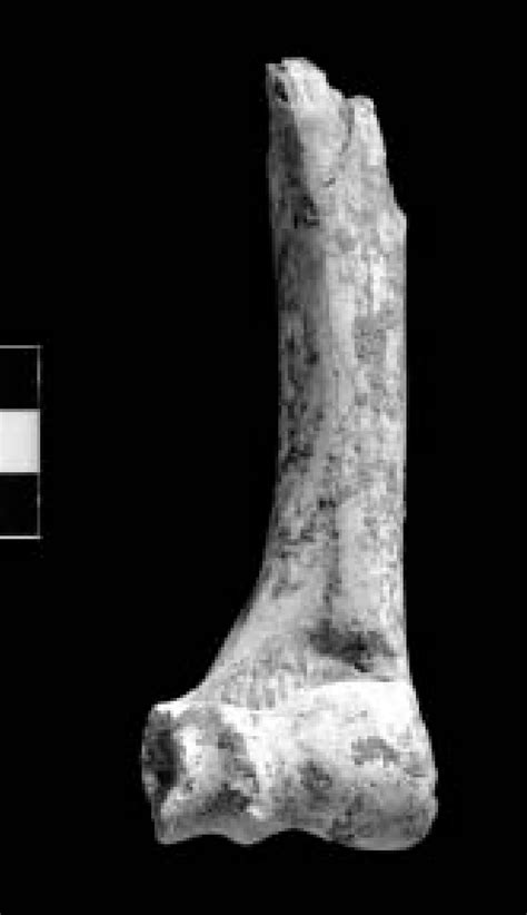 Goat Distal Humerus Anterior View P K K Toca Mousterian